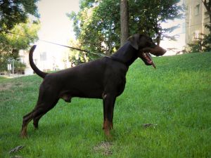 Dog Photo