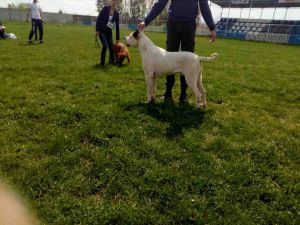 Dog Photo