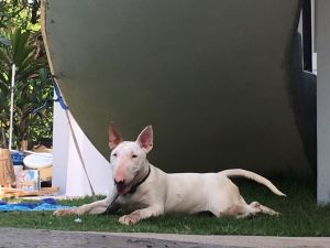 Dog Photo