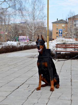 Dog Photo