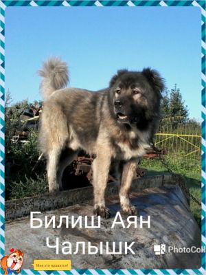Dog Photo