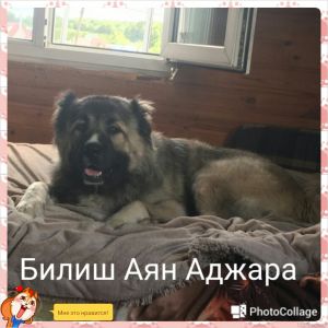 Dog Photo