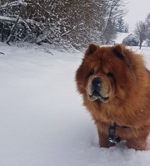 Dog Photo