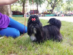 Dog Photo