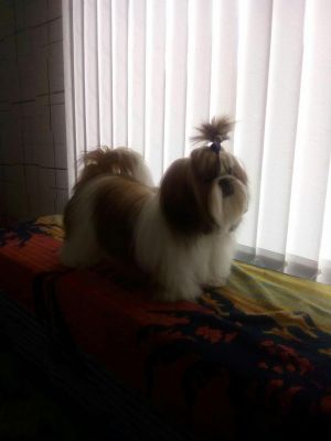 Dog Photo
