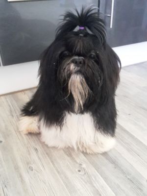 Dog Photo