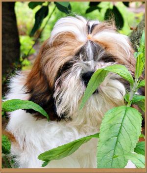 Dog Photo