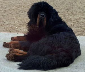 Dog Photo