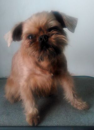 Dog Photo