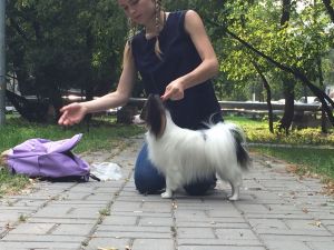 Dog Photo