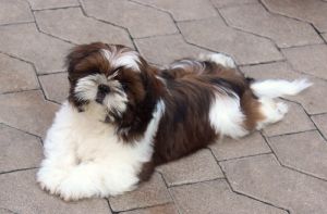 Dog Photo