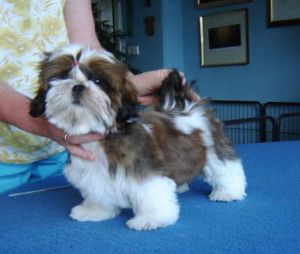 Dog Photo