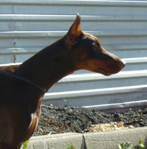 Dog Photo
