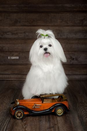 Dog Photo