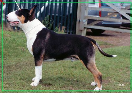 Dog Photo