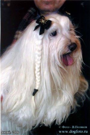 Dog Photo