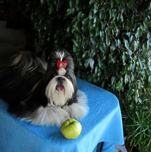 Dog Photo