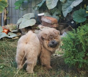 Dog Photo