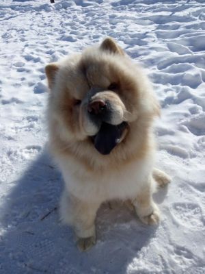 Dog Photo