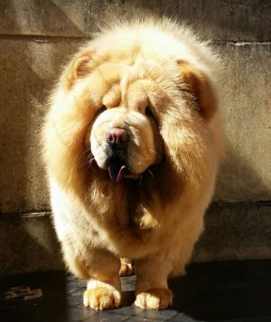 Dog Photo