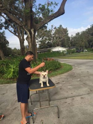 Dog Photo