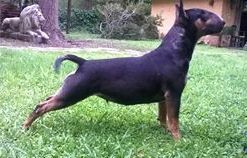 Dog Photo
