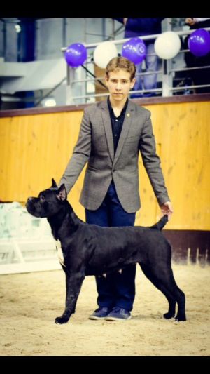 Dog Photo