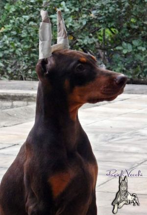 Dog Photo