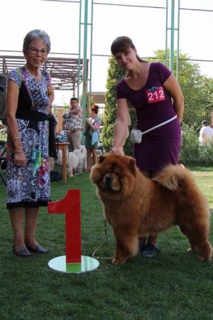 Dog Photo
