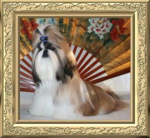 Dog Photo