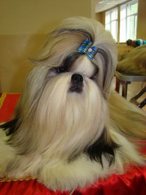 Dog Photo