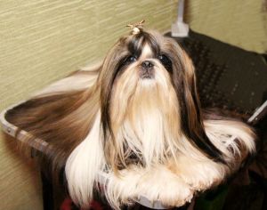 Dog Photo