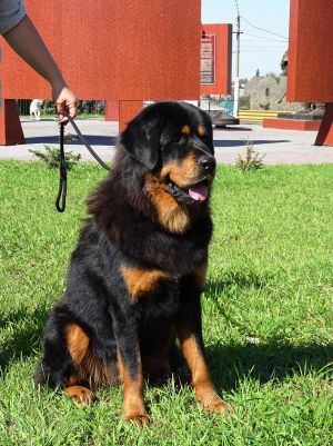 Dog Photo
