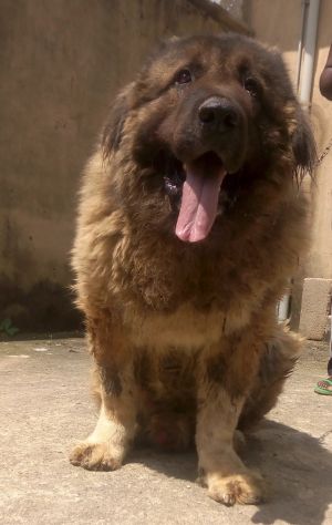 Dog Photo