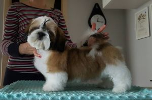Dog Photo