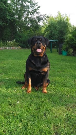 Dog Photo