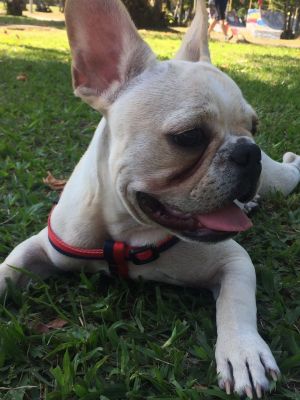 Dog Photo