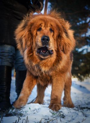 Dog Photo
