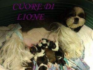 CUORE DI LIONE........