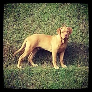 Dog Photo