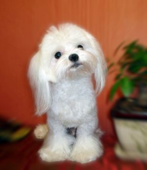 Dog Photo