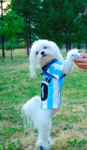 Dog Photo