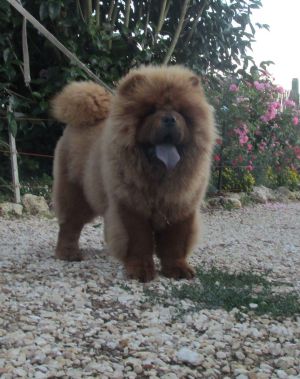 Dog Photo