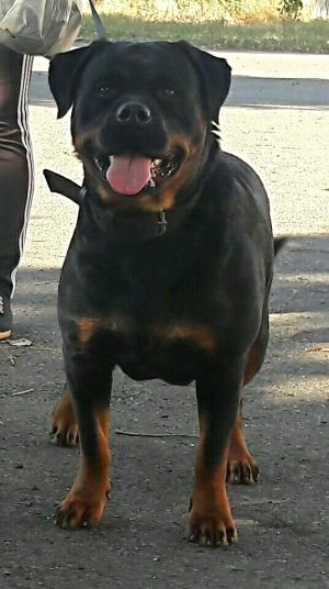 Dog Photo