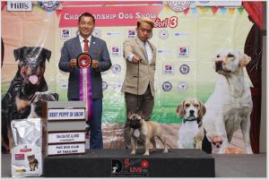 Dog Photo