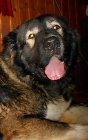 Dog Photo