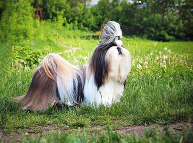 Dog Photo
