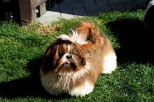 Dog Photo