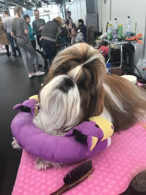 Dog Photo