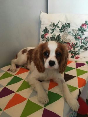 Dog Photo